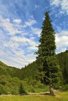 verde abete albero nel il montagne foto