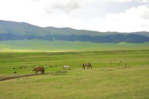 mandria di il kazakh cavallo, esso è alto nel montagne per vicino almaty foto