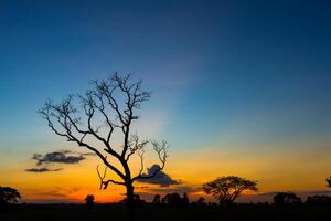 grande albero silhouette tramonto foto