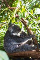 koala nel il nazionale parco, brisbane, Australia foto