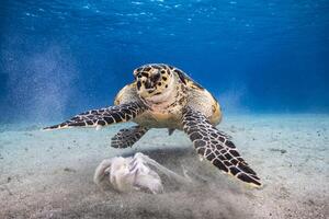paesaggio marino con hawksbill mare tartaruga nel il caraibico mare foto