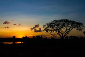 grande albero silhouette tramonto foto