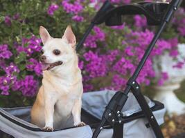 contento Marrone corto capelli chihuahua cane in piedi nel animale domestico passeggino nel il parco con viola fiori sfondo. sorridente e guardare lateralmente curiosamente. foto