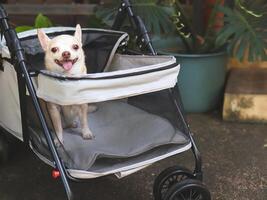 Marrone corto capelli chihuahua seduta nel animale domestico passeggino nel il giardino. sorridente felicemente. foto