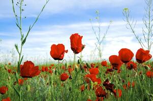 primavera i campi esso è logo-rosso un' papavero foto