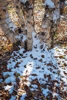 autunno parco dopo il primo neve nel ottobre foto