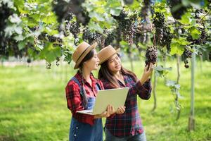 giardiniere felice delle giovani donne che tengono i rami dell'uva blu matura foto