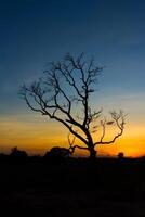 tramonto della siluetta dell'albero foto