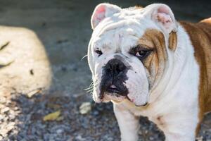 maschio inglese bulldog foto