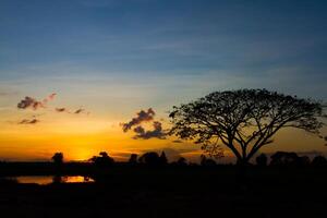 tramonto della siluetta dell'albero foto