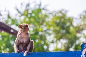 madre scimmia trova bambino su recinto foto