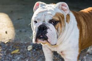 maschio inglese bulldog foto