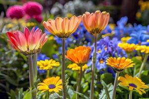 vivace fiori fioritura nel giardino, ammollo su il estate luce del sole foto