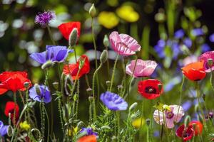 vivace fiori fioritura nel giardino, ammollo su il estate luce del sole foto