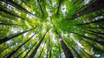 baldacchino di alberi fornire ombra per tranquillo escursione attraverso lussureggiante foresta, fuga il estate calore foto