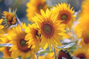 campo di girasoli ondeggiante delicatamente nel il brezza, loro luminosa giallo petali trasformato in direzione il sole foto