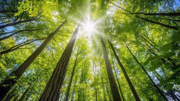 baldacchino di alberi fornire ombra per tranquillo escursione attraverso lussureggiante foresta, fuga il estate calore foto