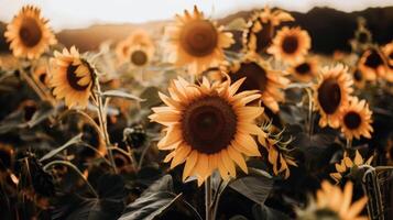 campo di girasoli ondeggiante delicatamente nel il brezza, loro luminosa giallo petali trasformato in direzione il sole foto