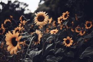 campo di girasoli ondeggiante delicatamente nel il brezza, loro luminosa giallo petali trasformato in direzione il sole foto