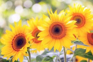 campo di girasoli ondeggiante delicatamente nel il brezza, loro luminosa giallo petali trasformato in direzione il sole foto