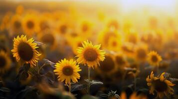 campo di girasoli ondeggiante delicatamente nel il brezza, loro luminosa giallo petali trasformato in direzione il sole foto