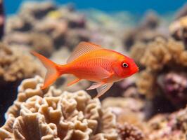 pesce è nuoto tra il corallo scogliera foto