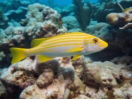 pesce è nuoto tra il corallo scogliera foto