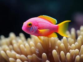 pesce è nuoto tra il corallo scogliera foto