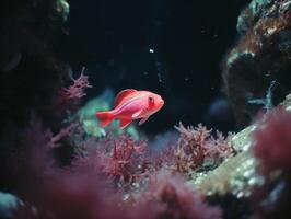 pesce è nuoto tra il corallo scogliera foto