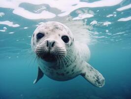 foca nel inverno Paese delle meraviglie foto