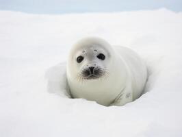 foca nel inverno Paese delle meraviglie foto