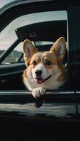 carino corgi comodamente seduto nel un' nero auto con suo testa scherzosamente frugando su di il finestra foto