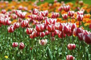 il tulipani, fioritura nel un' giardino. colorato fiori foto