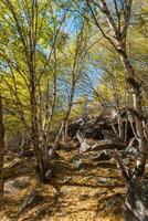 autunno foto dopo nevicata, montagna lago issyk nel almaty regione, kazakistan. ottobre.