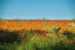 naturale fiore sfondo. sorprendente Visualizza di colorato rosso papavero fioritura. foto