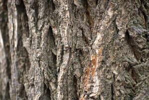 il struttura di il albero foto