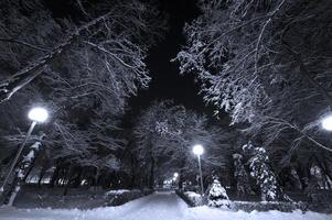 inverno città parco foto