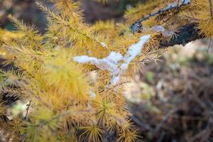 autunno parco dopo il primo neve nel ottobre foto