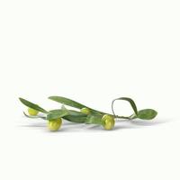 olive verdi realistiche su un ramo isolato sfondo bianco. Illustrazione 3D, adatta al tuo progetto di design. foto