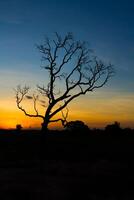 grande albero silhouette tramonto foto