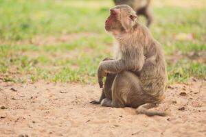solitario scimmia seduta su il erba foto