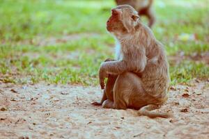 solitario scimmia seduta su il erba foto