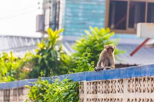 scimmia su recinto foto