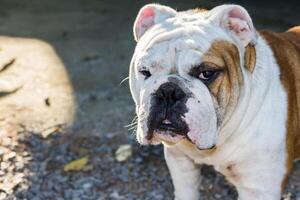 maschio inglese bulldog foto