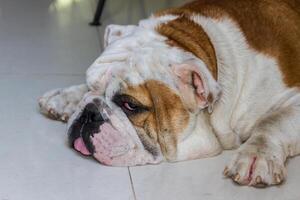 maschio inglese bulldog foto