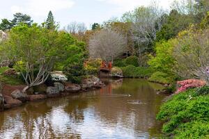 giapponese giardino, fiore Festival nel troppowoomba, qld, Australia. foto