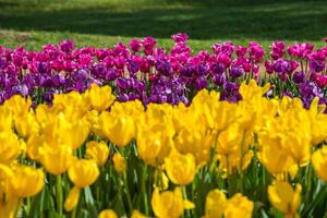 primavera fioritura, tulipano i campi nel pieno colore foto