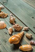 varietà di mare conchiglie su un' di legno sfondo foto