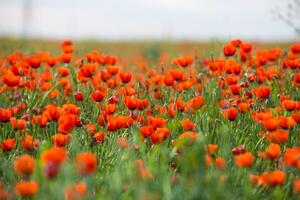 naturale fiore sfondo. sorprendente Visualizza di colorato rosso papavero fioritura. foto