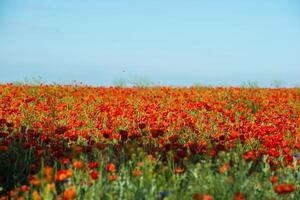 naturale fiore sfondo. sorprendente Visualizza di colorato rosso papavero fioritura. foto